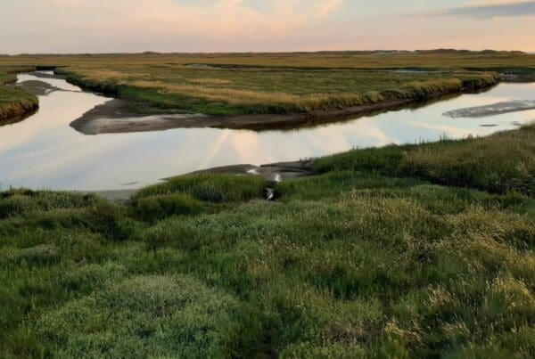 North Norfolk Samphire